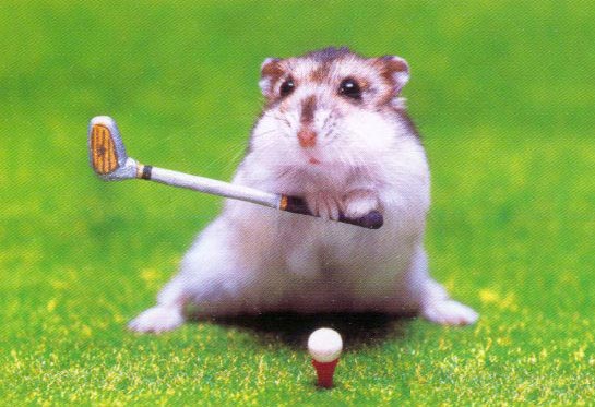 skrecek golfista